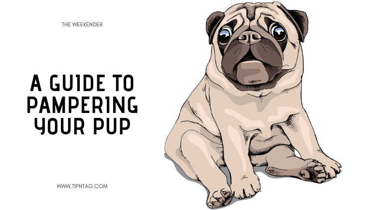 The Weekender - A Guide to Pampering Your Pup | Amman