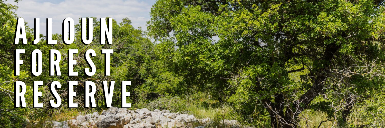 Ajloun Forest Reserve