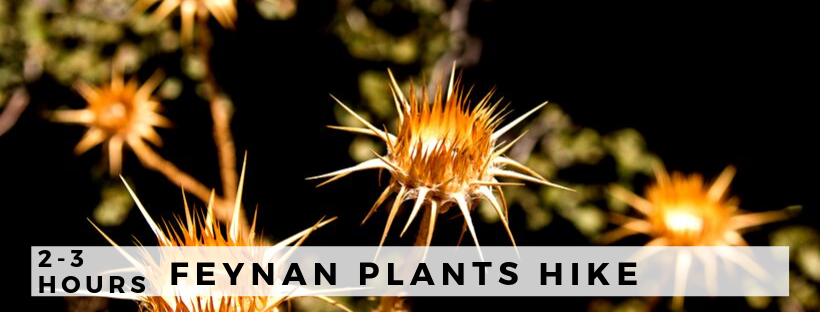 Feynan Plants Hike Dana Biosphere Reserve