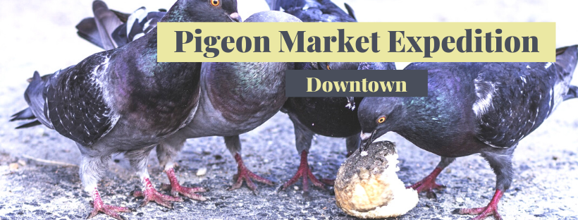 Pigeon market Expedition - Downtown