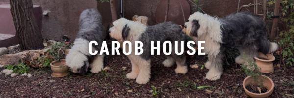 Carob-House-Pet-Friendly-Places-Amman