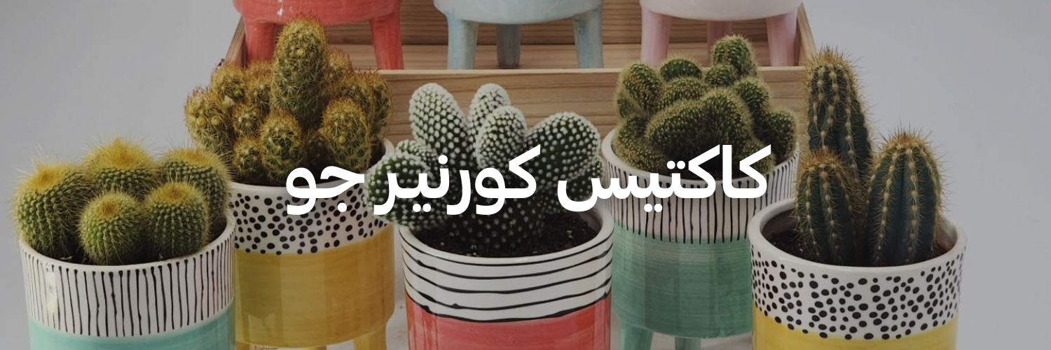 كاكتيس-كورنير-جو-هدايا-كريسماس-تنقذك-بآخر-لحظة-عمان