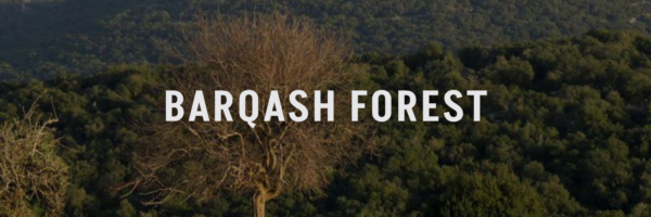 barqash forest