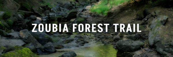 Zoubia-Forest-Trail-Jordan