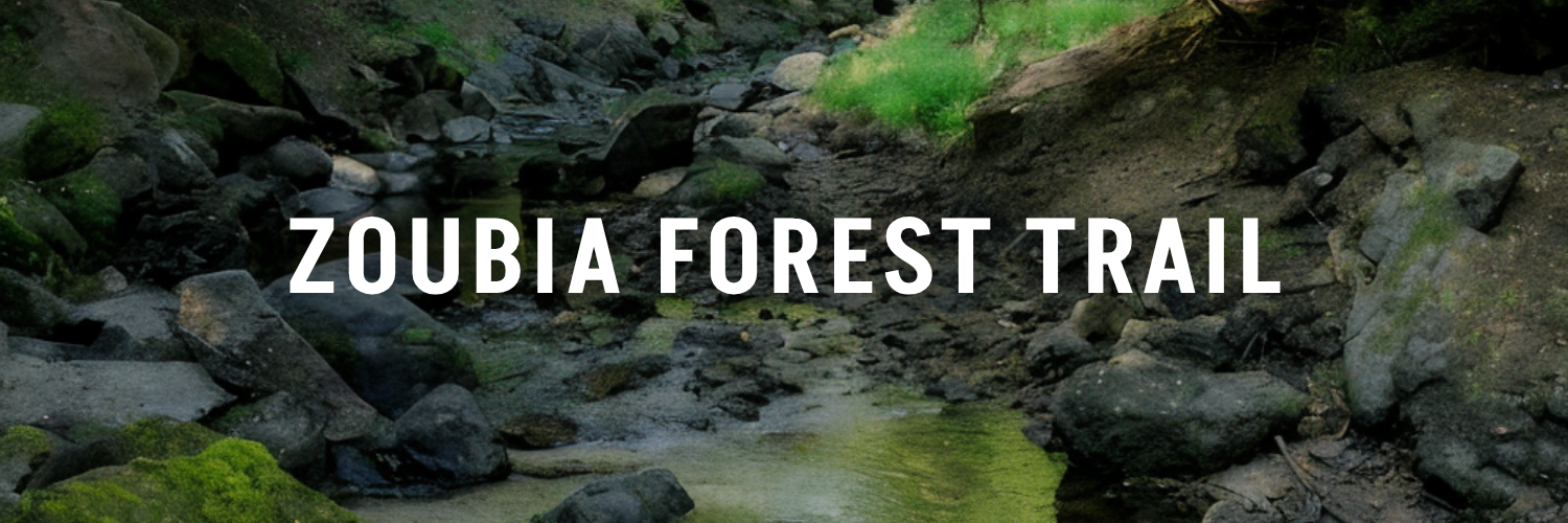 Zoubia-Forest-Trail-Jordan