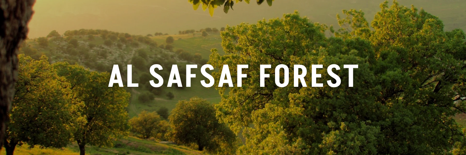 Al-Safsaf-Forest-Jordan