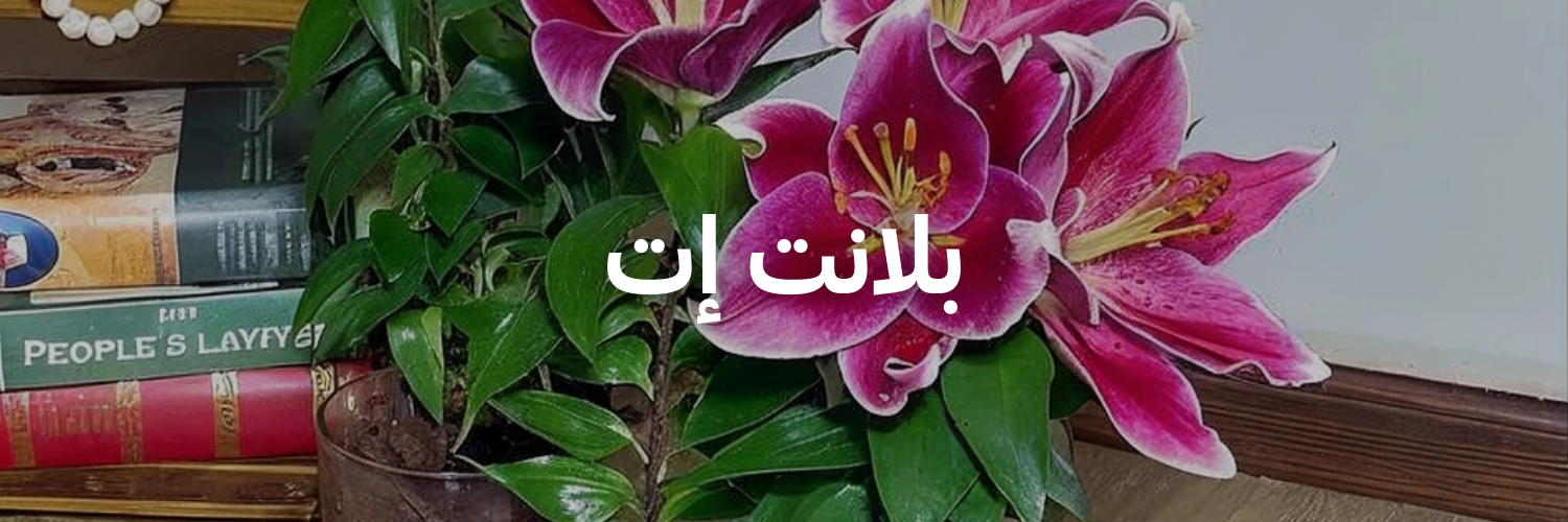 بلانت-إت-أفكار-هدايا-لعيد-الحب-عمان