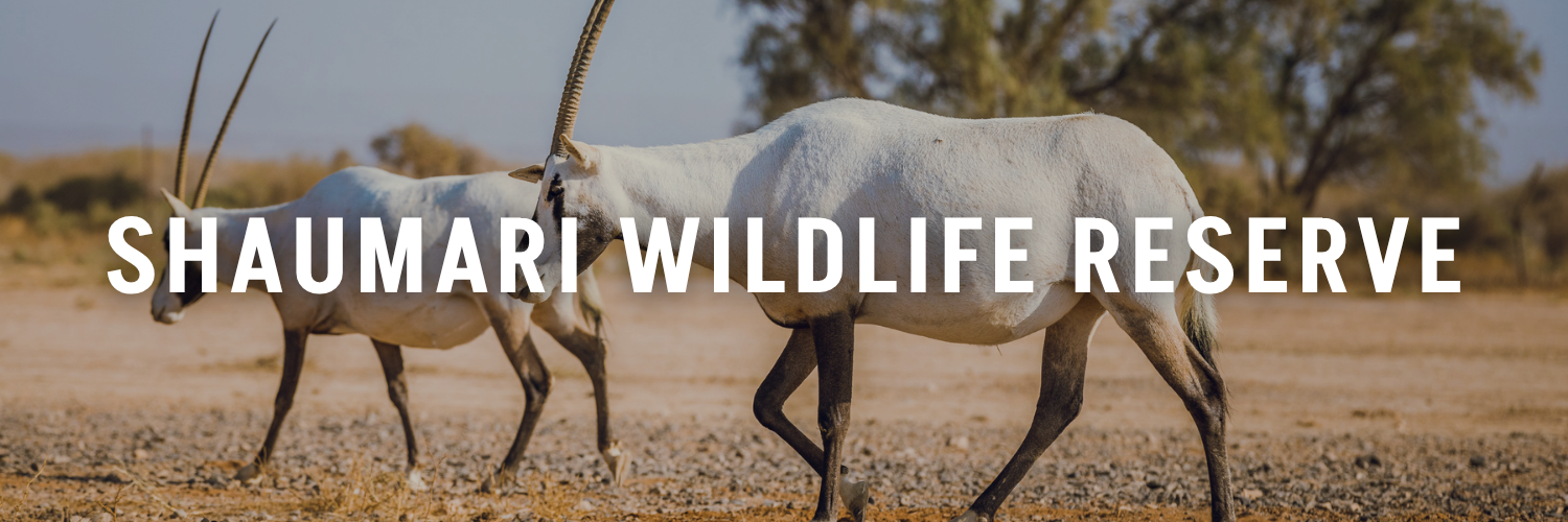 Shaumari-Wildlife-Reserve-Jordan-Tourism-Guide