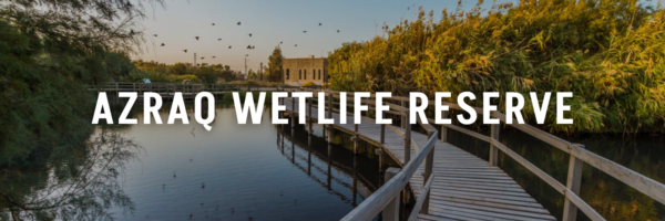 Azraq-Wetlife-Reserve-Jordan-Tourism-Guide