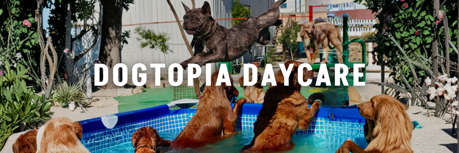 dogtopia daycare